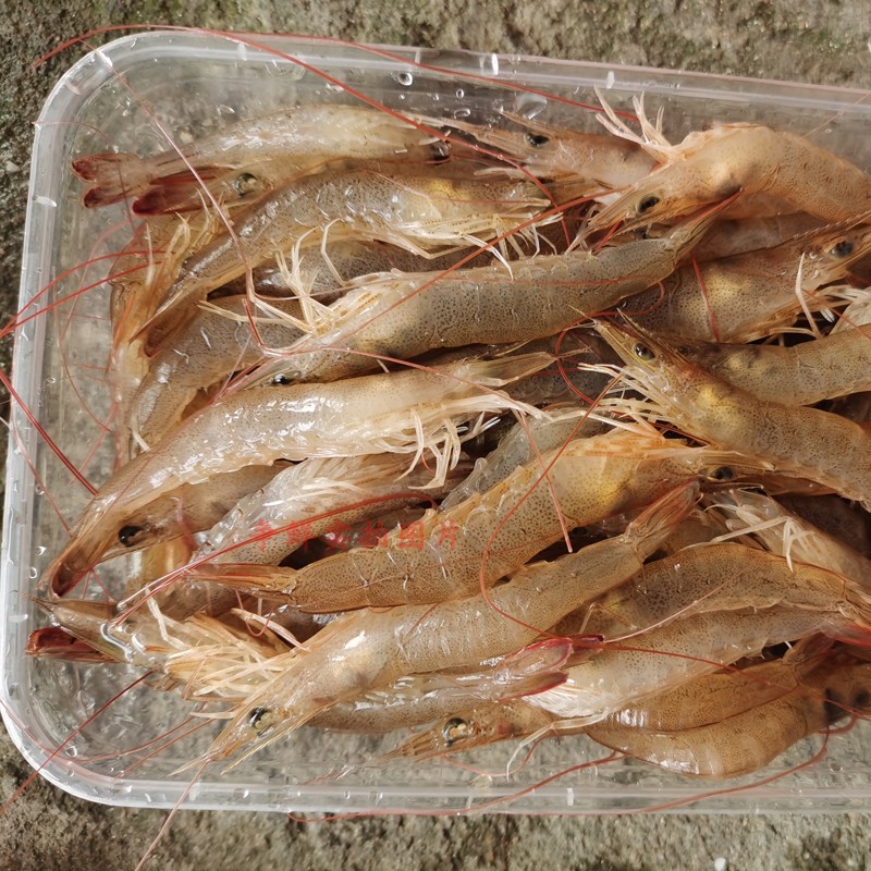 深海鮮味，一觸即發——【爭鮮海鮮】野生墨蝦品鑒指南
